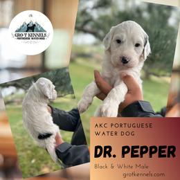 Dr. Pepper - Black and white male Portuguese Water Dog puppy in Weston, Idaho from Gro-T Kennels