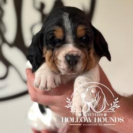 Ringo - Black white and brown male Basset Hound puppy in Richmond, Kentucky from Walters Hollow Hounds