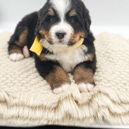 Cindy Lou - Black tan and white female Bernese Mountain Dog puppy in Purcell, Oklahoma from Swiss Berner Bears