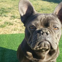 French Bulldogs and Havanese from Havaneses de Santillan