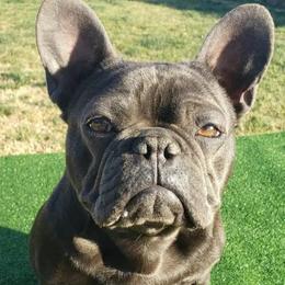 French Bulldogs and Havanese from Havaneses de Santillan