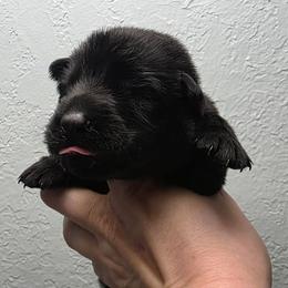 Gray collar - Black male German Shepherd puppy in Oscoda, Michigan from Sstar
