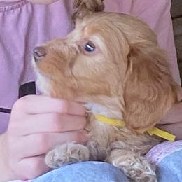Buffy soft wire hair - Red female Dachshund puppy in Elizabethtown, Kentucky from Teeny Tiny Puppy Tails