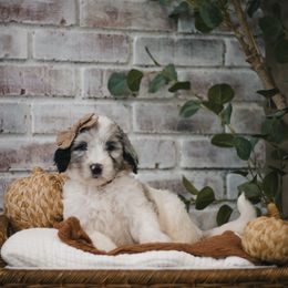 Sunset (Rose) - Blue merle and white female Sheepadoodle puppy in Newport Beach, California from High Desert Doodles