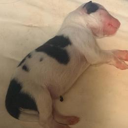 Black and White Heart Puppy Boy - Black and white male Border Collie puppy in Lebanon, Oregon from Cahill’s Canines