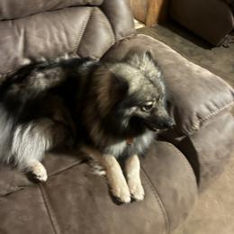 Keeshond All Grown Up from Debbie Courtney