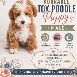Poodle puppies from Gypsi Doodles & Poodles LLC.