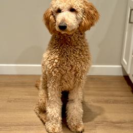 Goldendoodle All Grown Up from Dawnie’s Doodles