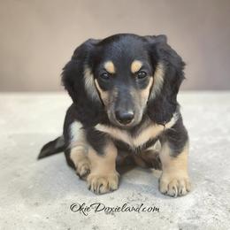 Morgan - Black and cream male Dachshund puppy in Oklahoma City, Oklahoma from OkieDoxieland Dachshunds