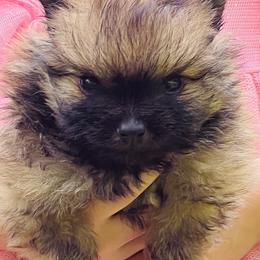 Pomeranian puppies from Beastly Beauties Huskies & Pomskies