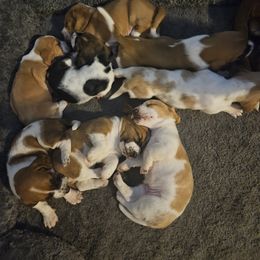 Basset Hound Puppies from Melissa Leon
