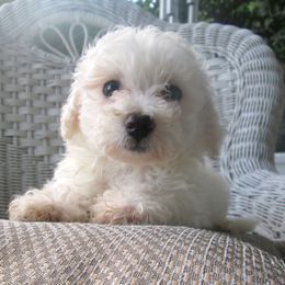Bichon Frise Puppies from Kerley's Kuties