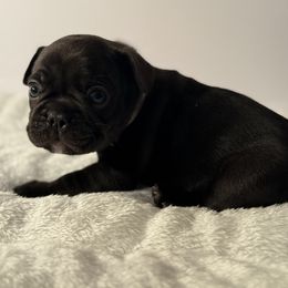 French Bulldog Puppies from Puget Sound Frenchies