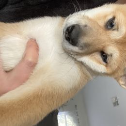 Shiba Inu Puppies from SWFL Shiba Inu Association