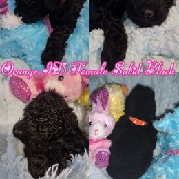 Poodle Puppies from Majestic Royalty Poodles