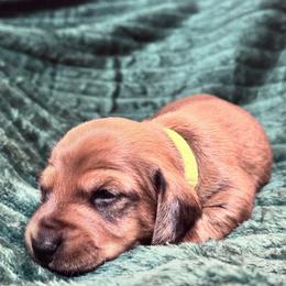 Mr Green - Red male Dachshund puppy in Casa Grande, Arizona from Furever Doxie Paws