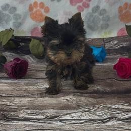 Peewee - Blue and gold male Yorkshire Terrier puppy in New Hampton, Iowa from JMAK Dreams