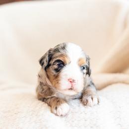 Poppy - Merle female Bernedoodle puppy in Narvon, Pennsylvania from CBKB Bernedoodle’s