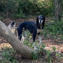 Salukis from Hayat Salukis