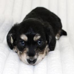 Collins - Black and cream male Dachshund puppy in Fairfax, Iowa from Grayson’s Lovable Dachshunds