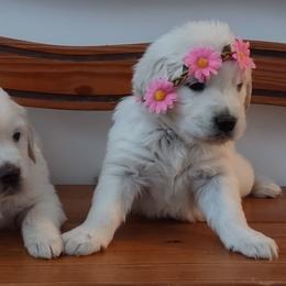 Goldendoodle and Golden Retriever Puppies from Carolina Goldendoodle