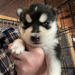 Comet - Black and white male Pomsky puppy in Diamond Lake, Washington from Husky Haven WA