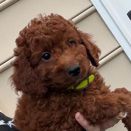 Atlas - Red  male Goldendoodle puppy in Germantown, Maryland from Honey Blossom Doodles