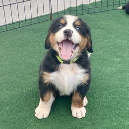AKC Lime collar - Black rust and white female Bernese Mountain Dog puppy in Comer, Georgia from Water Oak Farm