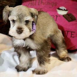 Ms. Violet - Liver female Miniature Schnauzer puppy in Pensacola, Florida from Reservoir Dogs