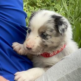 Red collar - Slate merle male Border Collie puppy in Rural Retreat, Virginia from Hidden Acres Farm Corgis