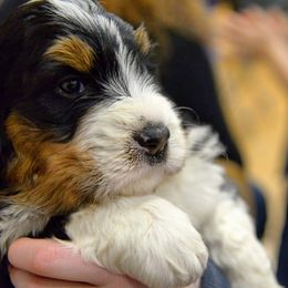 Bernedoodle and Double Doodle Puppies from Cloud Nine Doodles