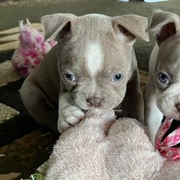 Boston Terriers from Cortes Boston Terriers