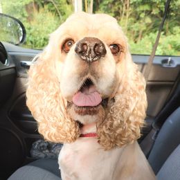 Casper - Cocker Spaniel