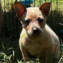 Rosita - Red mottled female Australian Cattle Dog puppy in Seneca, Missouri from MO Morningstar Heelers