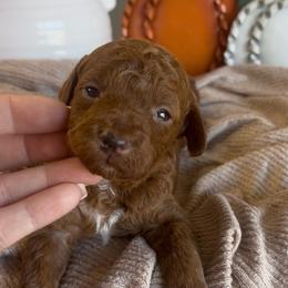 Daphne (Pink) - Apricot female Poodle puppy in Calimesa, California from Teakwood Poodles of SoCal