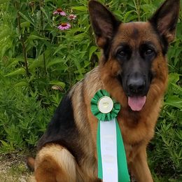 Australian Shepherds and German Shepherds from Northpoint