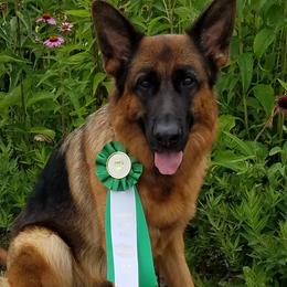 Australian Shepherds and German Shepherds from Northpoint