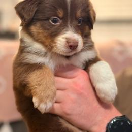 Mango Tango - Red tri male Miniature Australian Shepherd puppy in Oak Harbor, Washington from Happy-Go-Lucky Homestead