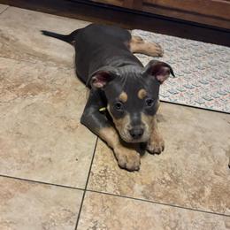 Leana - Blue tri-color female American Bully puppy in Henderson, Kentucky from Medusa’s Bullies