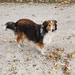 Jewel - Shetland Sheepdog