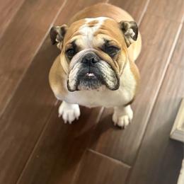 Daisy - Bulldog