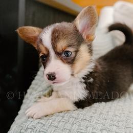 Coco - Black and tan female Pembroke Welsh Corgi puppy in Bend, Oregon from Highland Meadow Corgis