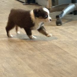 Amber - Red tri-color female Australian Shepherd puppy in Defuniak Springs, Florida from Blue Cypress Stock dogs