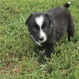 Boy 1 - Black and white male Border Collie puppy in Wakeman, Ohio from Sandstone Ridge Kennels