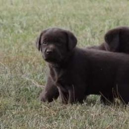 Labrador Retriever Puppies from Suebel Labradors South