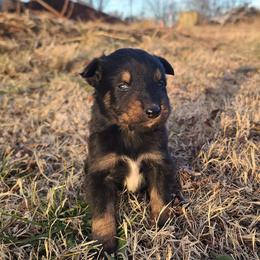 Prancer - Black tri-color male Australian Shepherd puppy in Spartanburg, South Carolina from Squirrelytail Farms