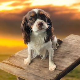 Thumbelina - Cavalier King Charles Spaniel