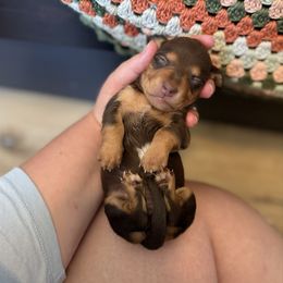 Lilith - Chocolate and tan female Dachshund puppy in Lebanon, Tennessee from Thomas Homestead and Rabbitry
