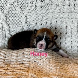 Honey - Sable female Pembroke Welsh Corgi puppy in Creston, Iowa from GSF Pembroke Welsh Corgis