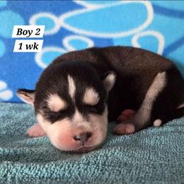Boy 2 - Black and white male Siberian Husky puppy in Grayson, Kentucky from Kentucky Huskies